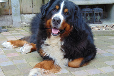 Cézar van de Clemensberghoeve, Bernese Mountaindogsn v.d. Clemensberghoeve